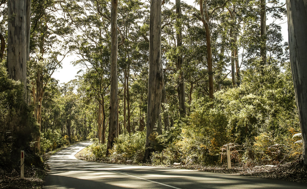 Forest, Blackwood Valley Forest, Jarrah Tree, Marri Trees, Karri Trees, Tourist Drive